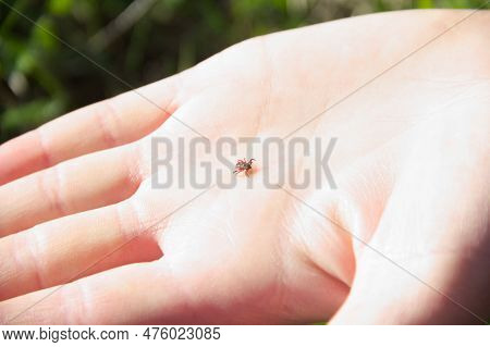 Tick Crawls On Human Palm. Ixodes Spreading Tick-borne Encephalitis And Borreliosis. Danger Human Pa