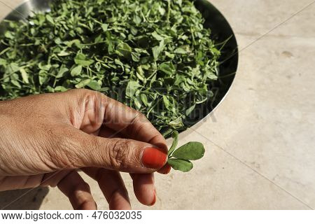 Female Holding Freshly Harvested Stalks Of Fenugreek Leaves With Fresh Roots. Green Leafy Vegetables