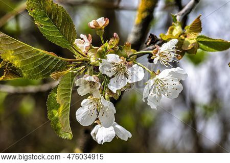 Cherry Blossom On The Hills At Pretzfeld, Germany In Franconian Switzerland. A Famous Region For Fru