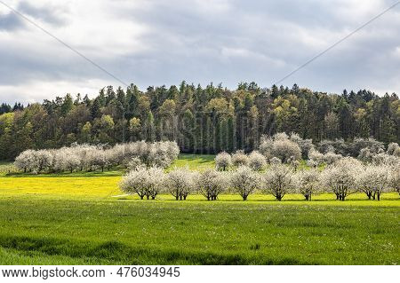 Cherry Blossom On The Hills At Pretzfeld, Germany In Franconian Switzerland. A Famous Region For Fru