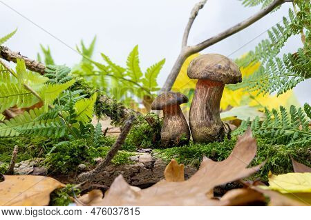 Edible Mushrooms Grow Among Moss