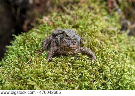 Couple Of Common Toads In Amplexus Among Moss