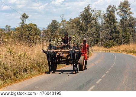 Mandoto, Madagascar - November 1. 2022: Traditional Zebu Carriage On The Road. The Zebu Is Widely Us