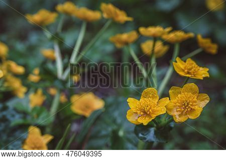 Wild Flowers In Rainy Day. Group Of Yellow Caltha Palustris Blooming With Green Leaves In Spring. Ma