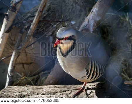 Keklik Stands On One Leg On A Log. View From Above. Natural Background With Mountain Patridge.