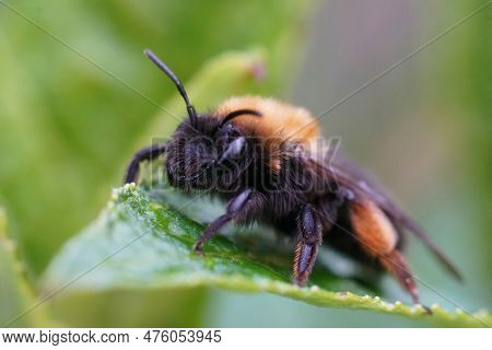 Detailed Closeup On A Female Clarke's Mining Bee, Andrena Clarkella Sitting On A Green Leaf