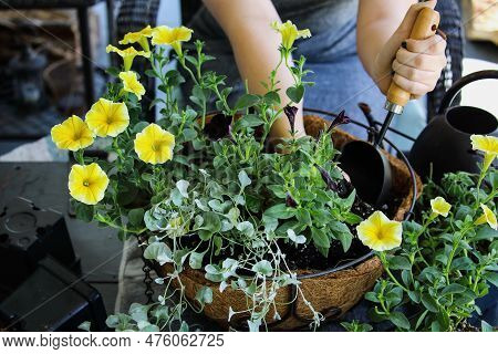 Young Woman Using A Trowel Plant A Mixed Annual Hanging Basket Or Pot Of Flowers. Flowers Include Ye