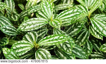 Natural Green Background From Beautiful Leaves Of An Aluminum Plant (pilea Cadierei). Textured Backd