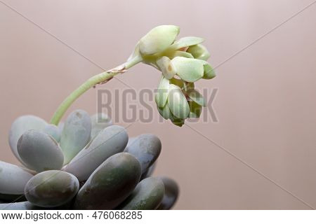 Leaves And Flowers Of A Moonstone Plant, Pachyphytum Oviferum