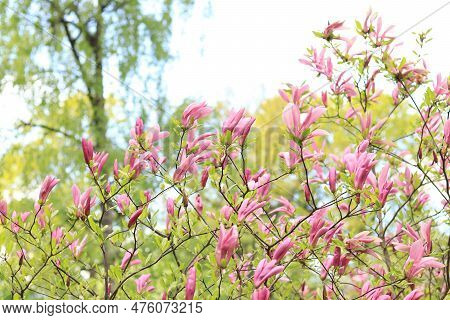 Large Pink Magnolia Flowers On A Blurred Background. Flowering Shrub Or Tree. Flowers With Large Cur
