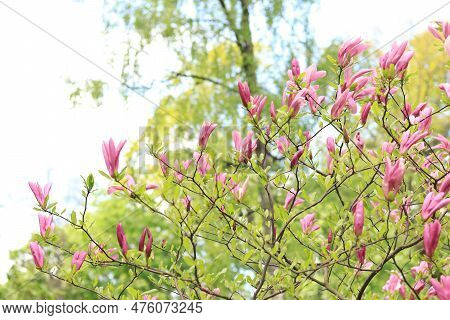 Large Pink Magnolia Flowers On A Blurred Background. Flowering Shrub Or Tree. Flowers With Large Cur