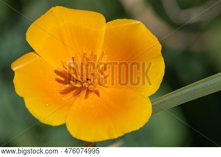 California Poppy (eschscholzia Californica) Flower