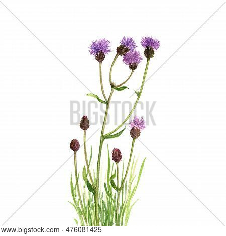 Watercolor Drawing Flowers Offield Thistle And Green Grass At White Background, Hand Drawn Illustrat