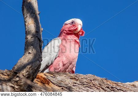A Galah, An Australian Parrot, Observing The World From Its Perch High In A Tree In Charleville In C