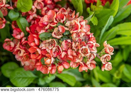 Flowers Of Japanese Quince. Chaenomeles Japonica Bush. Flowering Fruit Plant In The Garden. Red-pink