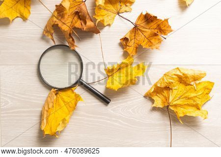 Magnifying Glass Lying On Ground Heap Of Colorful Multicolor Autumn Fall Yellow, Red And Orange Mapl