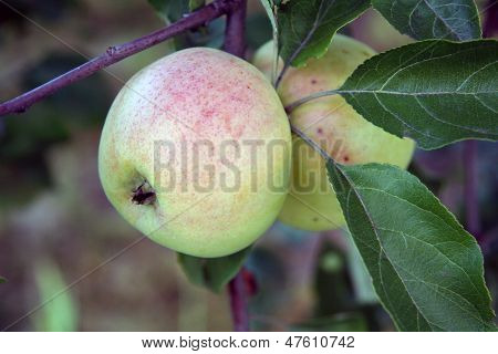 Na árvore de maçã Apple