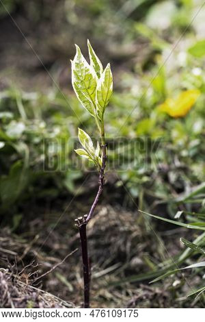 Young Sapling With Loosened Leaves Of Derens Belii Elegantissima. Hedge