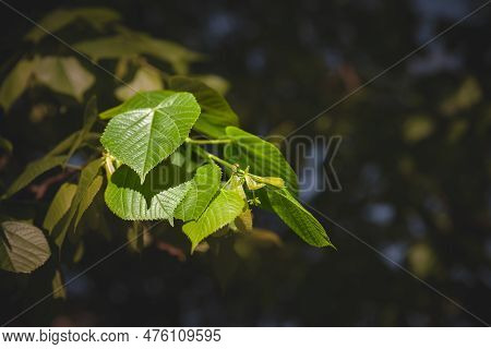 Selective Blur On Tillia Leaves On A Linden Tree During A Sunny Summer Afternoon. Tillia, Or Lime Tr
