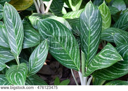 Leaves Of The Chinese Evergreen Species Aglaonema Nitidum