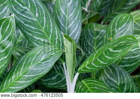 Leaves Of The Chinese Evergreen Species Aglaonema Nitidum
