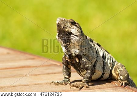 Mexican (or Western) Spiny-tailed Iguana, Or Stenosaura Pectinata, Is Sitting On The Porch In The Ba