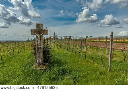 Vineyards In The Rhein Main Regional Park Near The Floersheimer Warte