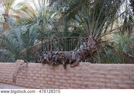 Al Ain Oasis In May, Al Ain, Uae