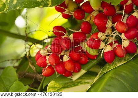 Adonidia Merrillii Or The Manila Palm Breight Red Ripe Fruit On The Branch And Green Foliage On The 