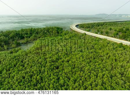 Green Mangrove Forest Capture Carbon Dioxide. Net Zero Emissions. Mangroves Capture Co2 From Atmosph