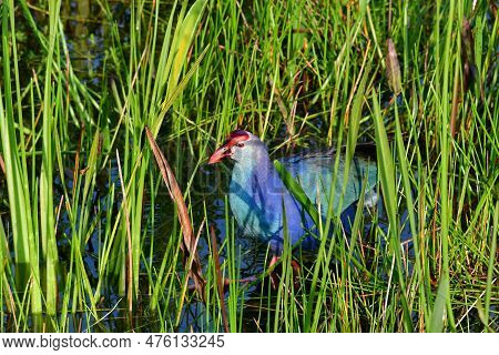 Gray-headed Swamphen - Porphyrio Poliocephalus - Introduced Exotic Species Amidst Reeds In Green Cay