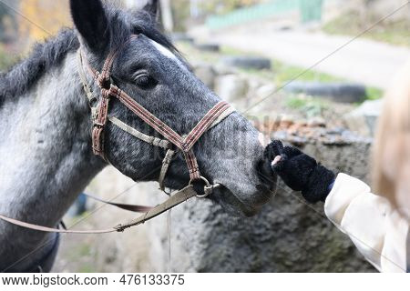Close-up Of Little Child Hand Touching Gray Horse Head. Human And Horse Friendship, Hippotherapy And