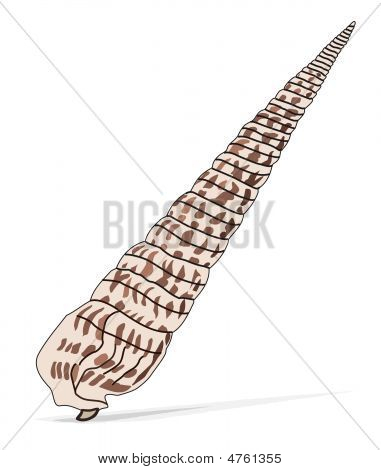 Cockleshell