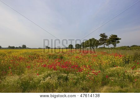 Campi colorati