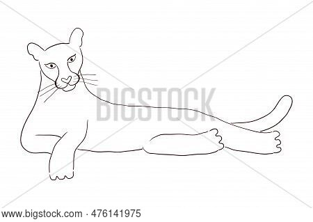 Cute Cougar Laying Down Hand Drawn Cartoon Character Illustration, Sketch. Line Art, Drawing Style D