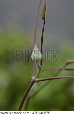 Early Large-flowered Clematis Nelly Moser Flower Bud