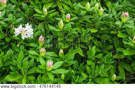 Light Pink Rhododendron Caucasicum On A Background Of Green Leaves