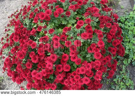 Globose Bush Of Red Chrysanthemums In Full Bloom In October