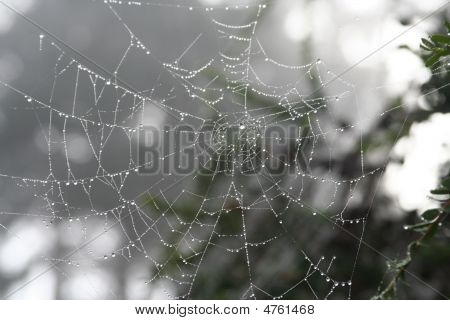 Spinnennetz