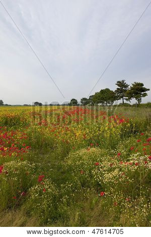 Agricoltura e fiori di campo