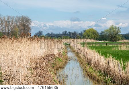 Creek Through Yellow Reeds In A Natural Swamp Area Around Linter, Flemish Brabant, Belgium
