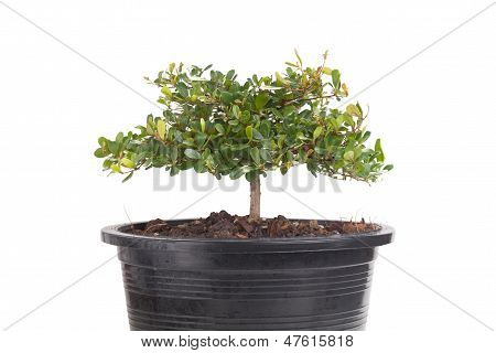 Small Tree