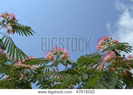 Blomstrende Acacia