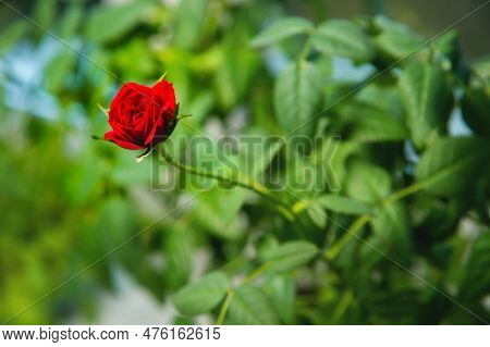 Miniature Roses Are True Roses That Have Been Selectively Bred To Stay Small In Size. Most Miniature