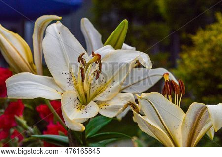 Lily (lilium Brownii Var. Viridulum) Is A Perennial Flower With Trumpet-shaped Flowers And Chocolate