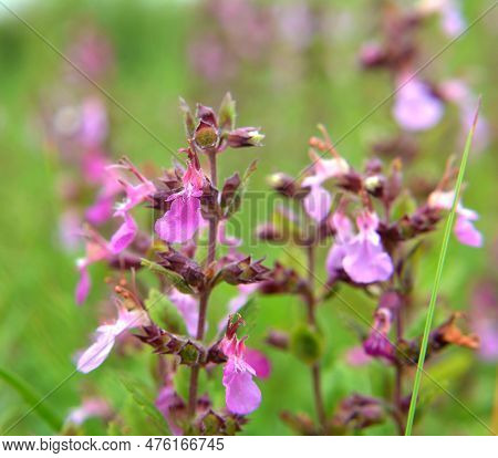 In Summer, Teucrium Chamaedrys Grows In The Wild Among Grasses