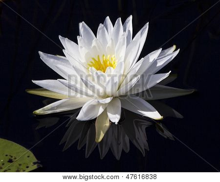 水ユリの花