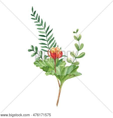 Watercolor Summer Bouquet Of Cloudberry And Green Branches. Botanical Hand Drawn Illustration Isolat