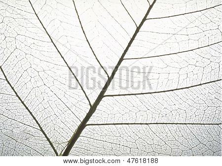 Vektor blad