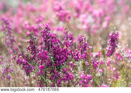 Close-up Of Blooming Calluna Vulgaris, Common Heather, Ling, Or Simply Heather.